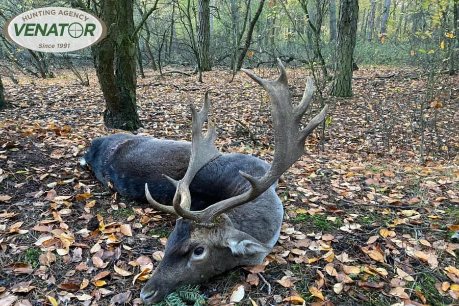 Damhirsch in polnischem Revier - Damwildjagd