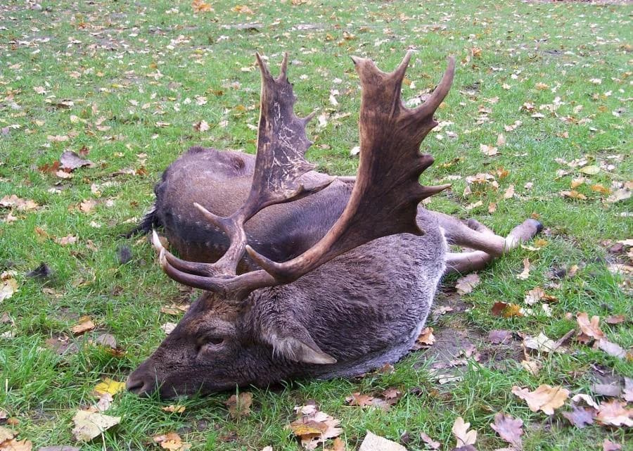 Kapitaler Damhirsch - starke Schaufeln aus polnischem Revier