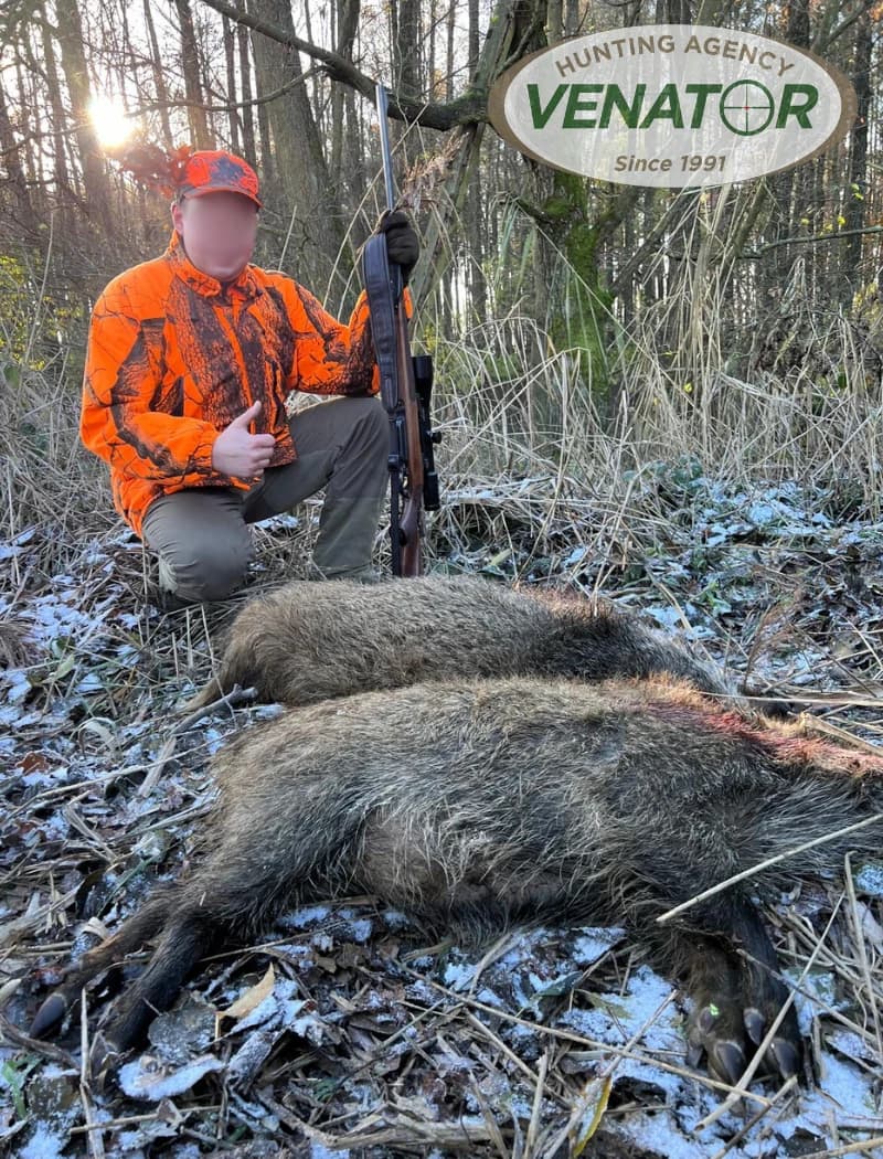 Schwarzwild - Jagd auf Schwarzwild in Polen