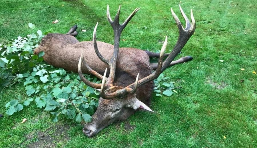 Kapitalerhirsch - Rothirsch mit starkem Geweih aus Polen