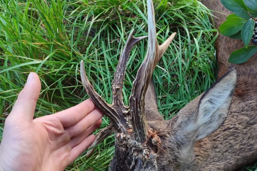 Rehbock - Pirschjagd auf Rehwild in Polen