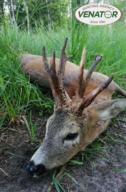 Rehwild im Frühjahr - Rehbockjagd Polen