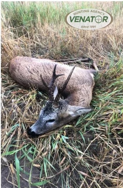 Rehbock im Frühjahr - Rehwildjagd Polen