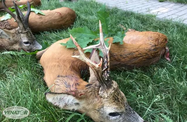 Rehwildjagd Polen - Einzeljagd auf starke Böcke