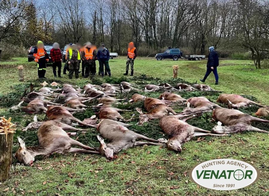 Drückjagd in Polen - Gesellschaftsjagd auf Schalenwild