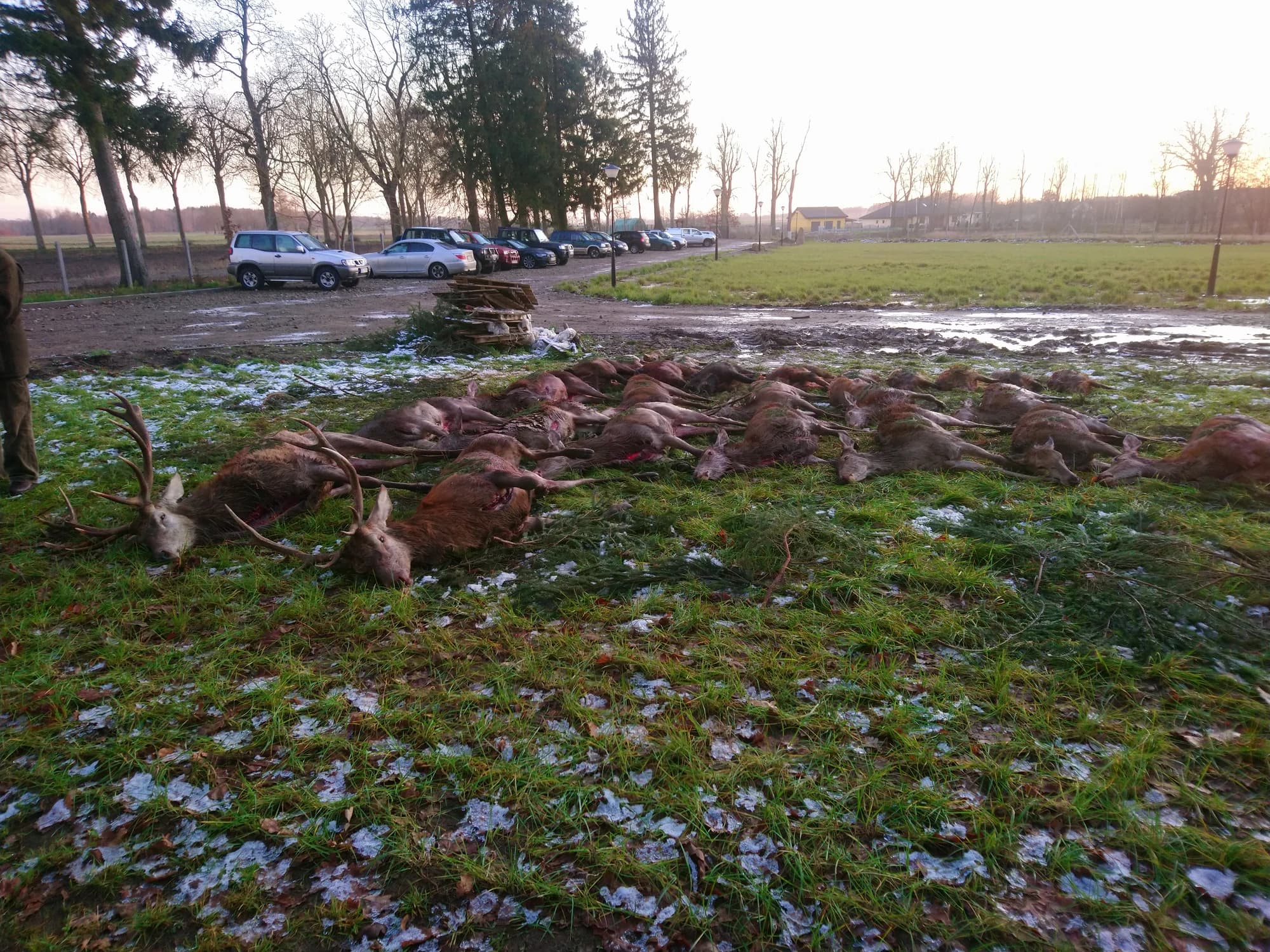 Strecke nach der Drückjagd - polnische Waidmannsart